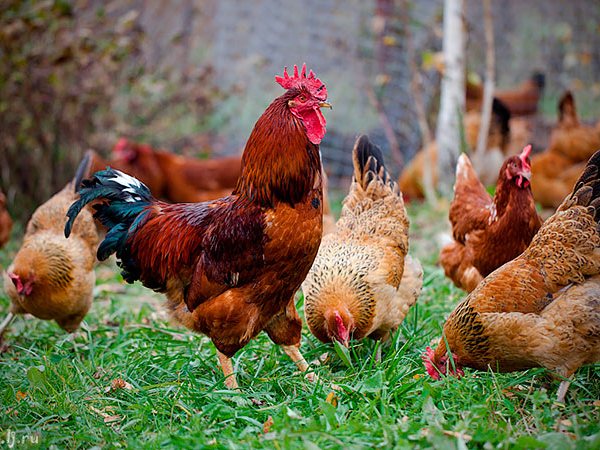 Породы куриц | ЗооТом - продажа, вязка и услуги для животных в Сосногорске