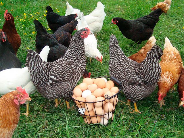 Содержание кур и уход за ними | ЗооТом - продажа, вязка и услуги для животных в Сосногорске