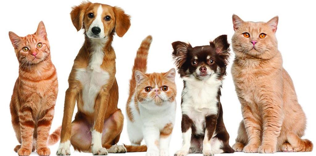 Доска объявлений о животных | ЗооТом - продажа, вязка и услуги для животных в Сосногорске