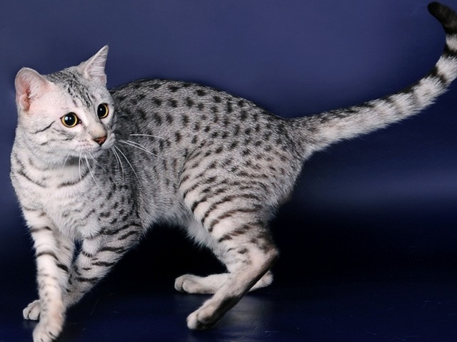 Породы кошек в Сосногорске | ЗооТом портал о животных