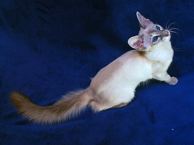 Выведенные породы кошек в Сосногорске | ЗооТом портал о животных