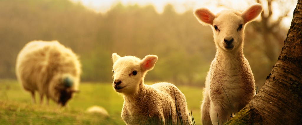 Объявления о сельскохозяйственных животных | ЗооТом - продажа, вязка и услуги для животных в Сосногорске