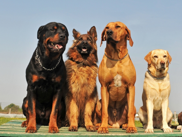 Крупные породы собак в Сосногорске | ЗооТом портал о животных
